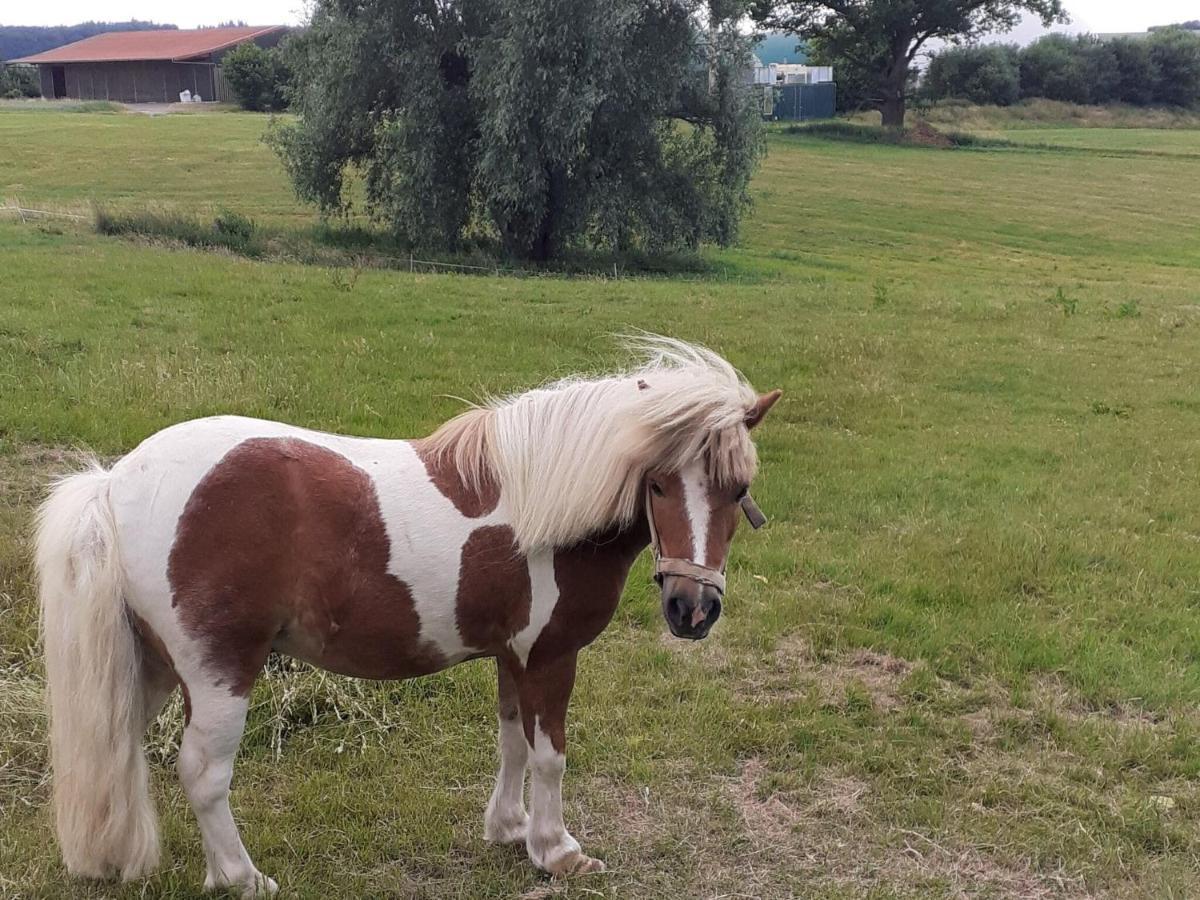 Cosy Flat On A Family Friendly Holiday Farm In Northern Hesse Trendelburg Esterno foto